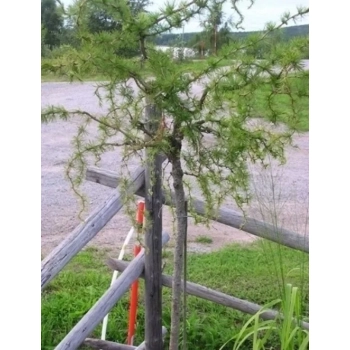MODRZEW DIANA szczepiony na pniu - sadzonki 100 / 120 cm